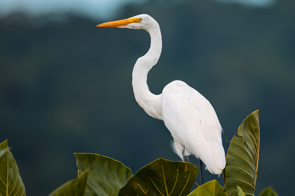https://www.onlylightmatters.com/wp-content/uploads/Articles/202604-MaraisdeKaw/Aigrette-Blanche-Marais-de-Kaw_sWeb-2.jpg