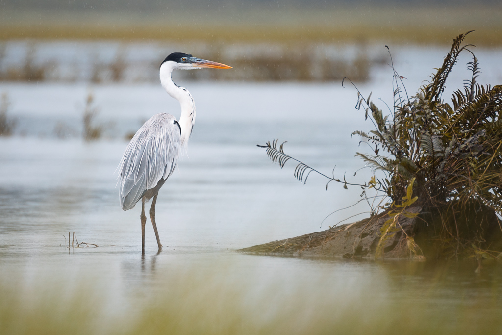 https://www.onlylightmatters.com/wp-content/uploads/Articles/202604-MaraisdeKaw/Heron-Cocoi-Marais-de-Kaw_sWeb.jpg