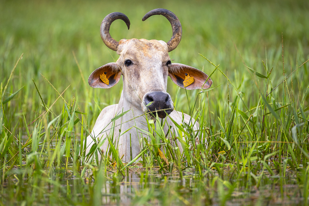 https://www.onlylightmatters.com/wp-content/uploads/Articles/202604-MaraisdeKaw/Zebu-Marais-de-Kaw_sWeb.jpg